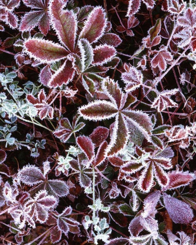 NH, White Mts Detail of frosted berry bushes White Modern Wood Framed Art Print with Double Matting by Flaherty, Dennis