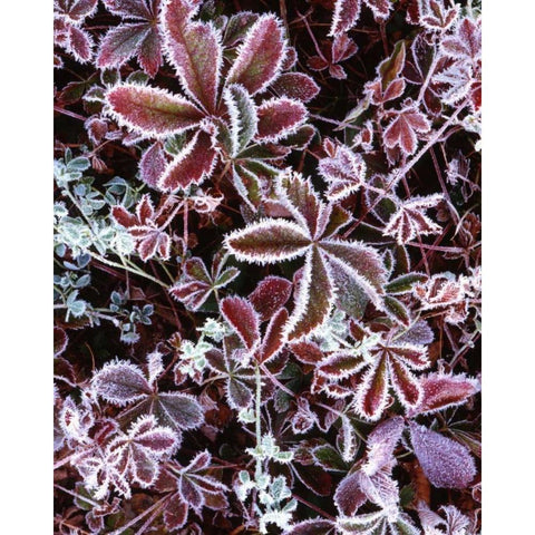NH, White Mts Detail of frosted berry bushes White Modern Wood Framed Art Print by Flaherty, Dennis