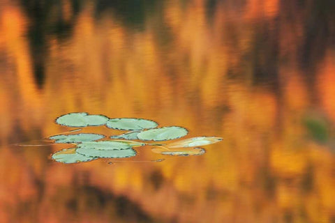 NH, White Mts Lily pads float on pond in autumn White Modern Wood Framed Art Print with Double Matting by Flaherty, Dennis