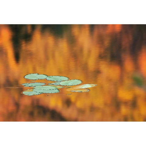 NH, White Mts Lily pads float on pond in autumn White Modern Wood Framed Art Print by Flaherty, Dennis