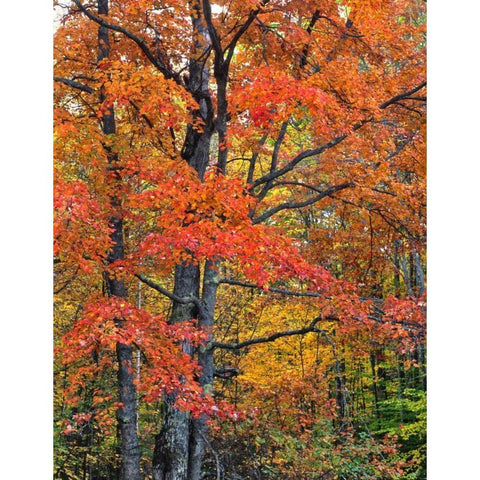 New Hampshire Maple trees in Belknap Mountains Black Modern Wood Framed Art Print by Terrill, Steve
