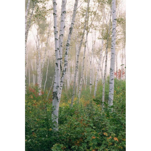 USA, New Hampshire Birch trees in clearing fog Black Modern Wood Framed Art Print by Bush, Marie