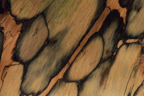 USA, New Hampshire Tree bark pattern White Modern Wood Framed Art Print with Double Matting by Bush, Marie