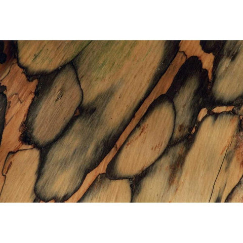 USA, New Hampshire Tree bark pattern Gold Ornate Wood Framed Art Print with Double Matting by Bush, Marie