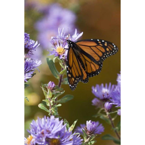 New Hampshire Monarch butterfly on aster flower Black Modern Wood Framed Art Print by Rotenberg, Nancy