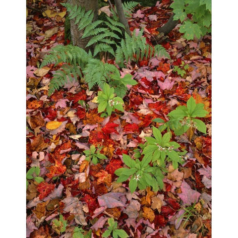 NH, White Mountain NF Leaves on forest floor Black Modern Wood Framed Art Print with Double Matting by Terrill, Steve