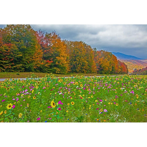 USA-New Hampshire-White Mountains in background with meridian planted with flowers along Interstate Black Modern Wood Framed Art Print by Gulin, Sylvia