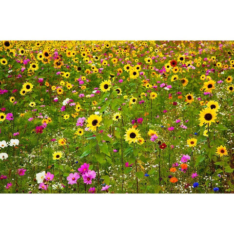 USA-New Hampshire meridian planted with sunflowers and cosmos flowers along Interstate 95 Black Modern Wood Framed Art Print by Gulin, Sylvia