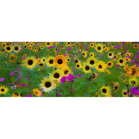 USA-New Hampshire meridian planted with sunflowers and cosmos flowers along Interstate 95 Black Modern Wood Framed Art Print by Gulin, Sylvia