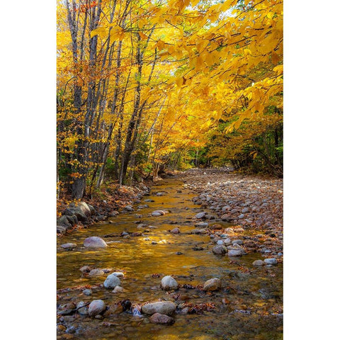 USA-New Hampshire-White Mountains National Forest-Highway 112-Small stream Fall colors of White Bir White Modern Wood Framed Art Print by Gulin, Sylvia
