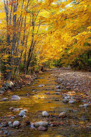 USA-New Hampshire-White Mountains National Forest-Highway 112-Small stream Fall colors of White Bir White Modern Wood Framed Art Print with Double Matting by Gulin, Sylvia
