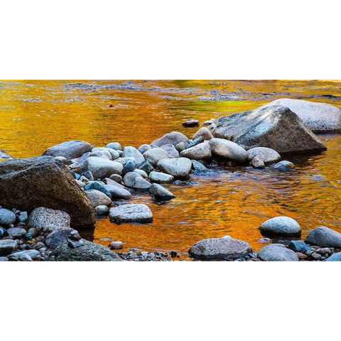 USA-New Hampshire-White Mountains National Forest-Swift River-Golden Fall colors reflected in rocky Gold Ornate Wood Framed Art Print with Double Matting by Gulin, Sylvia