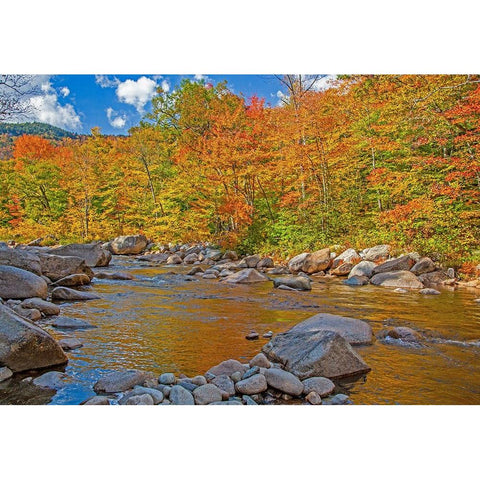 USA-New Hampshire-White Mountains National Forest and Swift River along Highway 112 in Autumn from  Black Modern Wood Framed Art Print by Gulin, Sylvia