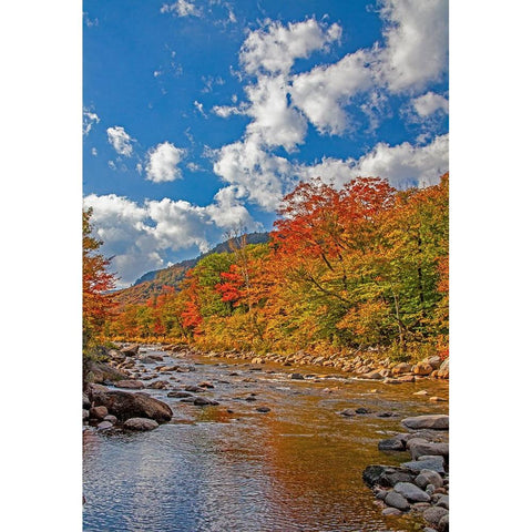 USA-New Hampshire-White Mountains National Forest and Swift River along Highway 112 in Autumn from  Black Modern Wood Framed Art Print with Double Matting by Gulin, Sylvia