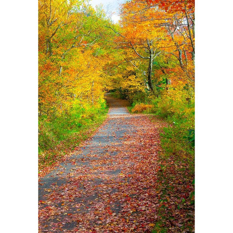 USA-New Hampshire-Franconia-one lane roadway with fallen Autumn leaves and lined with Fall colored  Black Modern Wood Framed Art Print with Double Matting by Gulin, Sylvia