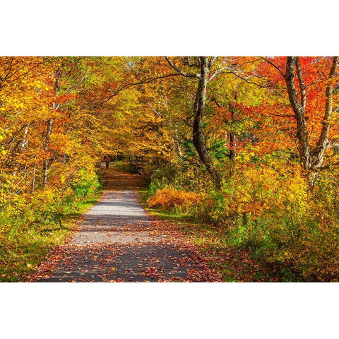 USA-New Hampshire-Franconia-one lane roadway with fallen Autumn leaves and lined with Fall colored  Black Modern Wood Framed Art Print with Double Matting by Gulin, Sylvia