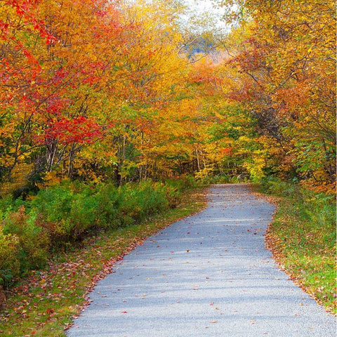 USA-New Hampshire-Franconia-one lane roadway with fallen Autumn leaves and lined with Fall colored  White Modern Wood Framed Art Print by Gulin, Sylvia