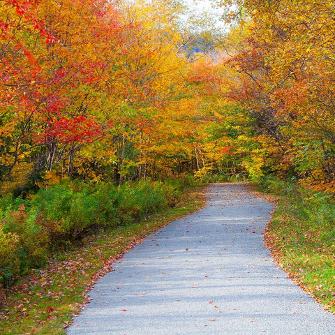 USA-New Hampshire-Franconia-one lane roadway with fallen Autumn leaves and lined with Fall colored  Black Ornate Wood Framed Art Print with Double Matting by Gulin, Sylvia
