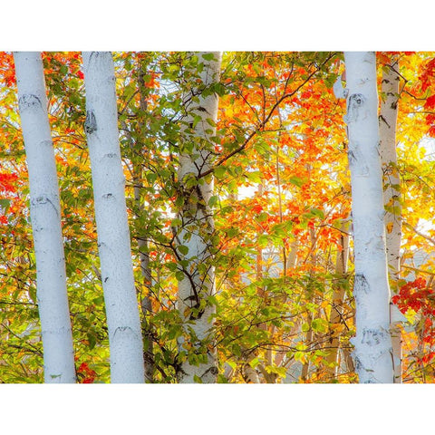 USA-New Hampshire-Franconia-Autumn Colors surrounding group of White Birch tree trunks White Modern Wood Framed Art Print by Gulin, Sylvia