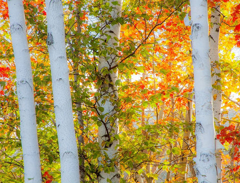 USA-New Hampshire-Franconia-Autumn Colors surrounding group of White Birch tree trunks Black Ornate Wood Framed Art Print with Double Matting by Gulin, Sylvia