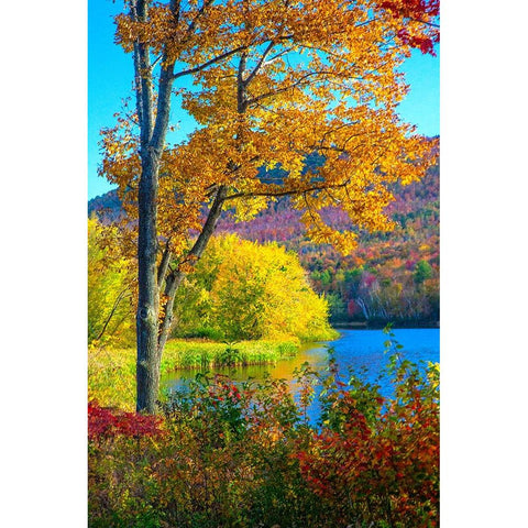 USA-New Hampshire-Franconia-small lake surrounded by Fall color of Maple-White Birch-and American B Black Modern Wood Framed Art Print with Double Matting by Gulin, Sylvia