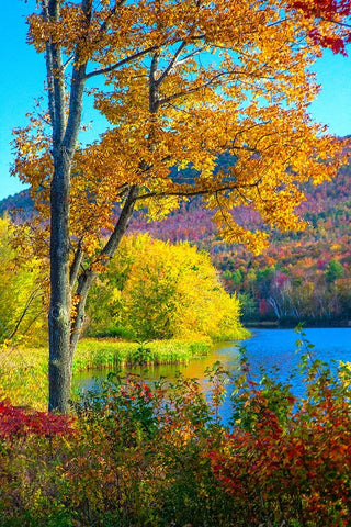 USA-New Hampshire-Franconia-small lake surrounded by Fall color of Maple-White Birch-and American B Black Ornate Wood Framed Art Print with Double Matting by Gulin, Sylvia