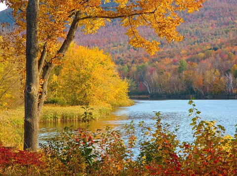 USA-New Hampshire-Franconia-small lake surrounded by Fall color of Maple-White Birch-and American B Black Ornate Wood Framed Art Print with Double Matting by Gulin, Sylvia