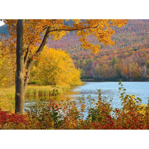 USA-New Hampshire-Franconia-small lake surrounded by Fall color of Maple-White Birch-and American B Black Modern Wood Framed Art Print by Gulin, Sylvia
