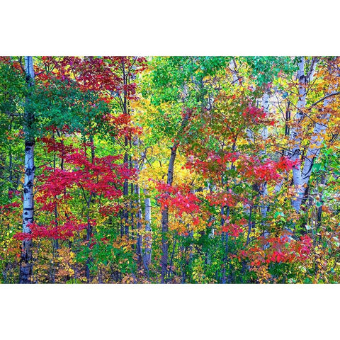 USA-New Hampshire-Gorham-Fall colors with grove of White Birch and Maple trees Gold Ornate Wood Framed Art Print with Double Matting by Gulin, Sylvia