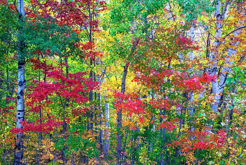 USA-New Hampshire-Gorham-Fall colors with grove of White Birch and Maple trees White Modern Wood Framed Art Print with Double Matting by Gulin, Sylvia