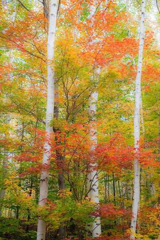 USA-New Hampshire-Gorham-White Birch tree trunks surrounded by Fall colors from Maple-Beech and Bir Black Ornate Wood Framed Art Print with Double Matting by Gulin, Sylvia