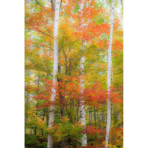 USA-New Hampshire-Gorham-White Birch tree trunks surrounded by Fall colors from Maple-Beech and Bir Black Modern Wood Framed Art Print by Gulin, Sylvia