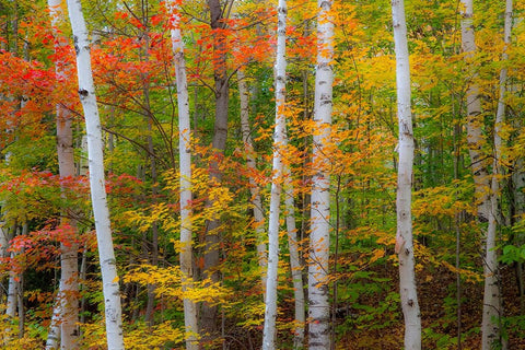 USA-New Hampshire-Gorham-White Birch tree trunks surrounded by Fall colors from Maple-Beech and Bir Black Ornate Wood Framed Art Print with Double Matting by Gulin, Sylvia