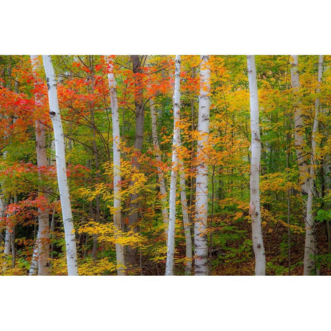 USA-New Hampshire-Gorham-White Birch tree trunks surrounded by Fall colors from Maple-Beech and Bir Black Modern Wood Framed Art Print by Gulin, Sylvia