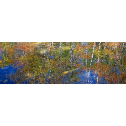 USA-New Hampshire-Gorham Autumn colors reflected in small pond Black Modern Wood Framed Art Print by Gulin, Sylvia