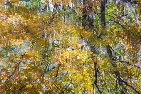 USA-New Hampshire-Gorham Autumn colors reflected in small pond White Modern Wood Framed Art Print with Double Matting by Gulin, Sylvia