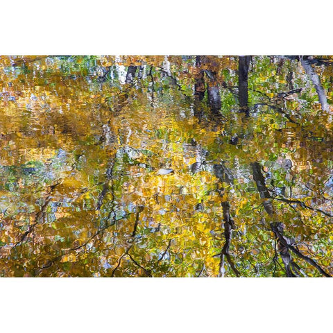 USA-New Hampshire-Gorham Autumn colors reflected in small pond Black Modern Wood Framed Art Print by Gulin, Sylvia