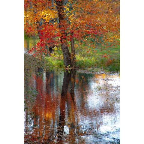 USA-New Hampshire-Jackson-Autumn in New England with Fall Color of Maple Tree reflected in small po White Modern Wood Framed Art Print by Gulin, Sylvia