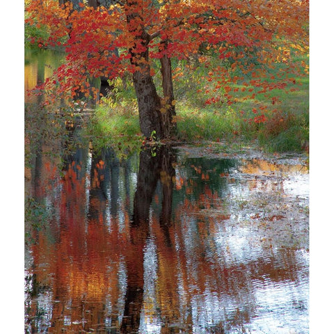 USA-New Hampshire-Jackson-Autumn in New England with Fall Color of Maple Tree reflected in small po White Modern Wood Framed Art Print by Gulin, Sylvia