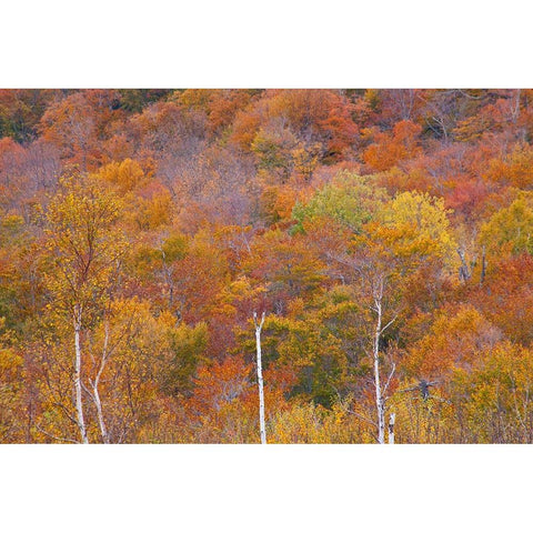 USA-New Hampshire-New England Fall colors on hillsides along highway 16 north of Jackson Black Modern Wood Framed Art Print by Gulin, Sylvia