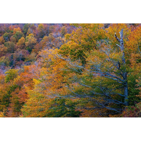 USA-New Hampshire-New England Fall colors on hillsides along highway 16 north of Jackson White Modern Wood Framed Art Print by Gulin, Sylvia