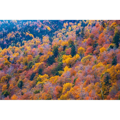 USA-New Hampshire-New England Fall colors on hillsides along highway 16 north of Jackson Black Modern Wood Framed Art Print by Gulin, Sylvia