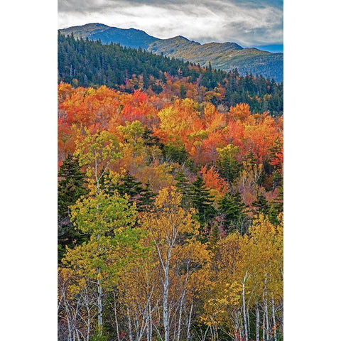 USA-New Hampshire-New England Fall colors on hillsides along highway 16 north of Jackson Black Modern Wood Framed Art Print by Gulin, Sylvia