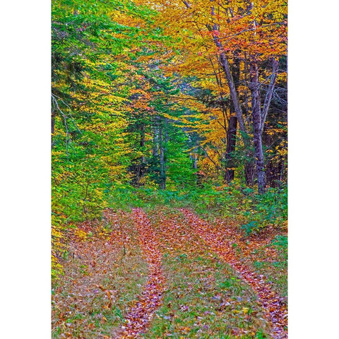 USA-New Hampshire-New England tracks into hardwood forest Autumn White Modern Wood Framed Art Print by Gulin, Sylvia