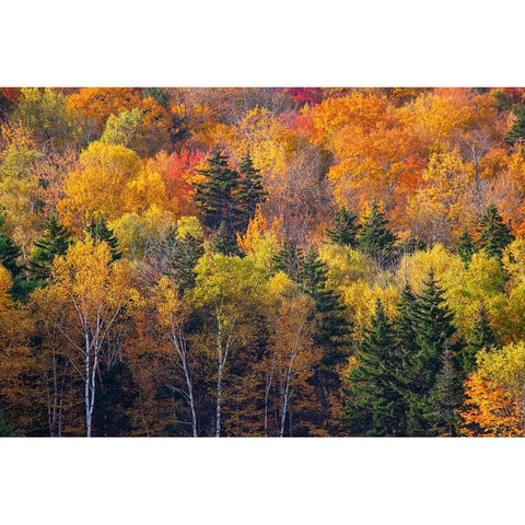 USA-New Hampshire just north of Jackson on highway 16 with the hillside covered in Autumns colors Gold Ornate Wood Framed Art Print with Double Matting by Gulin, Sylvia
