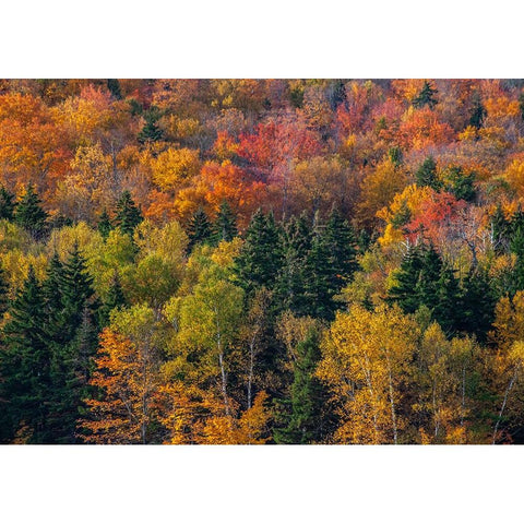USA-New Hampshire just north of Jackson on highway 16 with the hillside covered in Autumns colors Black Modern Wood Framed Art Print by Gulin, Sylvia
