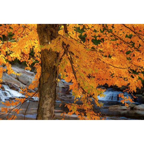 USA-New Hampshire-Jackson-Jackson Falls with American Beech in full Autumn color display White Modern Wood Framed Art Print by Gulin, Sylvia