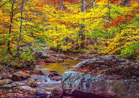 USA-New Hampshire-New England-Jackson small stream surrounded in Fall color White Modern Wood Framed Art Print with Double Matting by Gulin, Sylvia