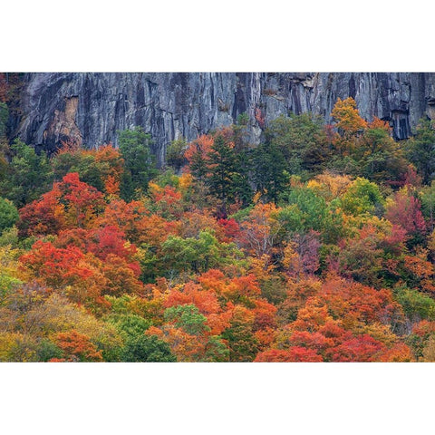 USA-New Hampshire-New England Crawford Notch Sate Park along highway 302 in Fall color Black Modern Wood Framed Art Print by Gulin, Sylvia