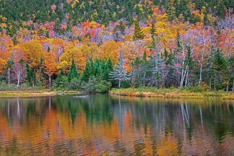 USA-New Hampshire-New England Fall colors reflected in the waters of the Saco River Crawford Notch  Black Ornate Wood Framed Art Print with Double Matting by Gulin, Sylvia